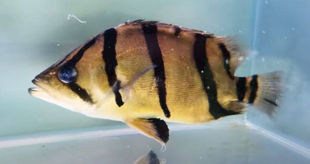 NTT Datnoid - (Datnioides Undecimradiatus)