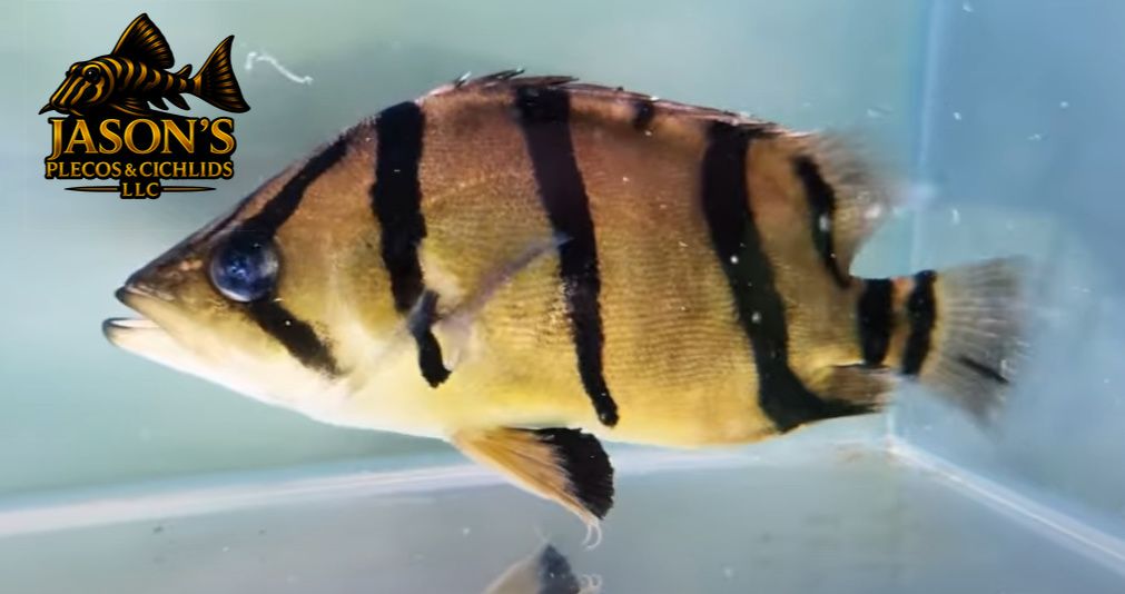 NTT Datnoid - (Datnioides Undecimradiatus)
