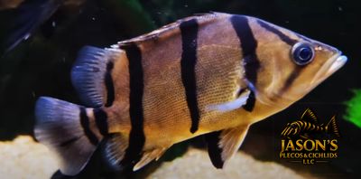 NTT Datnoid - (Datnioides Undecimradiatus)