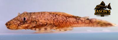 L159 Labyrinth Bristlenose - (Ancistrus luzia)