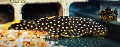 L018 Gold Nugget Pleco - (Baryancistrus xanthellus)