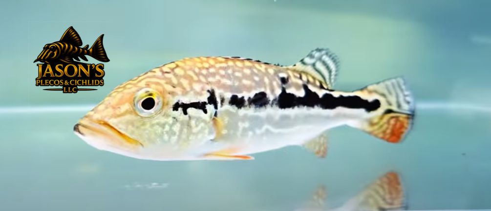 Cobra Snakeskin Peacock Bass - (Hybrid Peacock Bass)