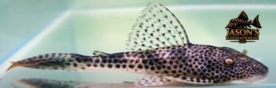 L011 Red Fin Thresher Pleco - (Aphanotorulus emarginatus)