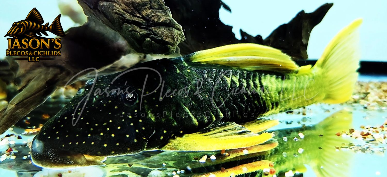 Phase II Luteus Pleco/Golden Sailfin Pleco - (Hypostomus Luteus) Argentina