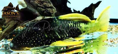 Phase II Luteus Pleco/Golden Sailfin Pleco - (Hypostomus Luteus) Argentina