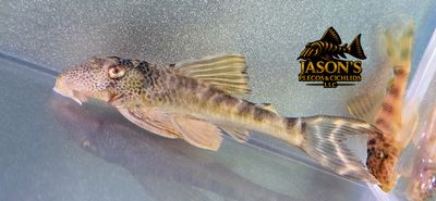 Ancistomus sp. (1)