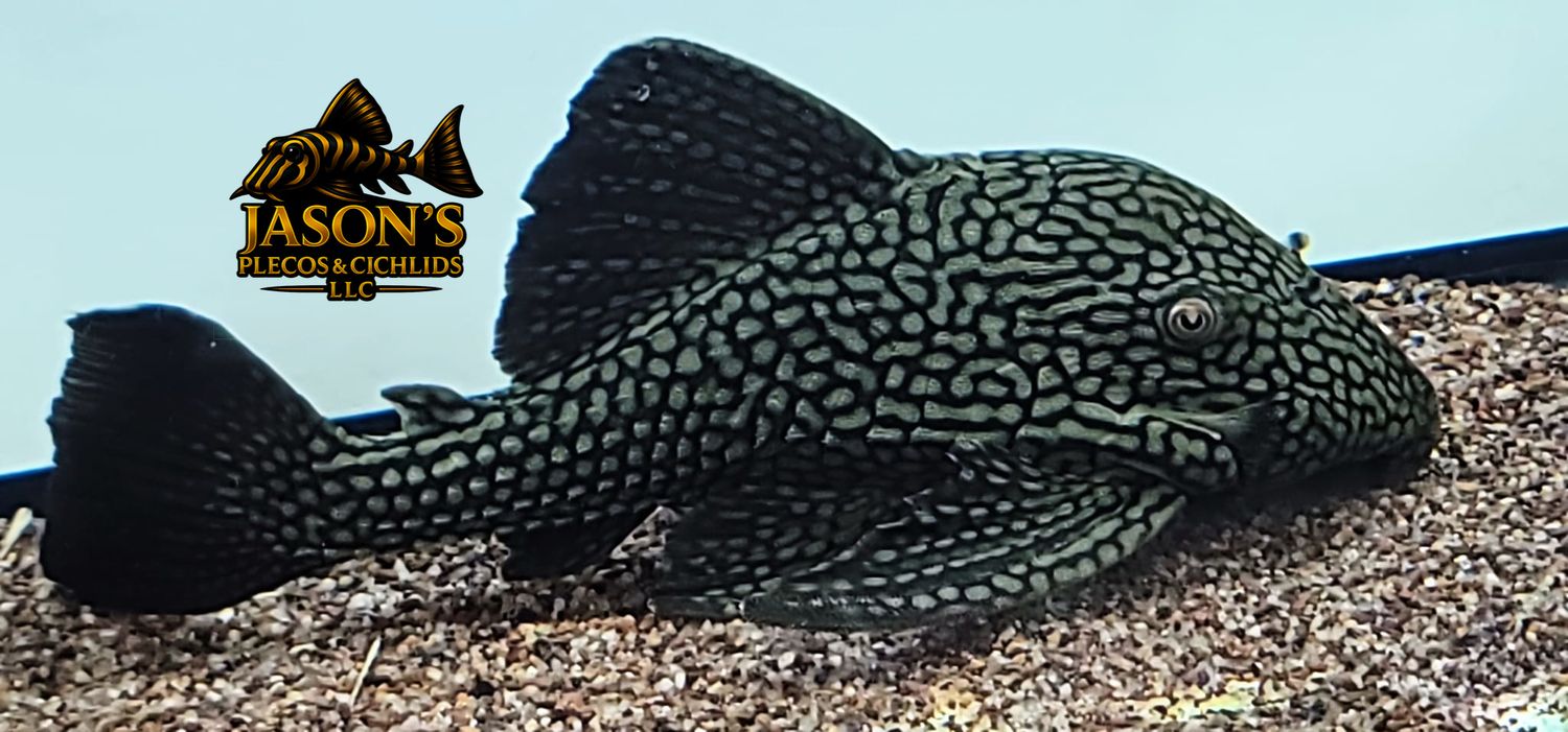 L330 Watermelon Pleco - (Panaque nigrolineatus laurafabianae)