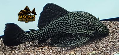 L330 Watermelon Pleco - (Panaque nigrolineatus laurafabianae)