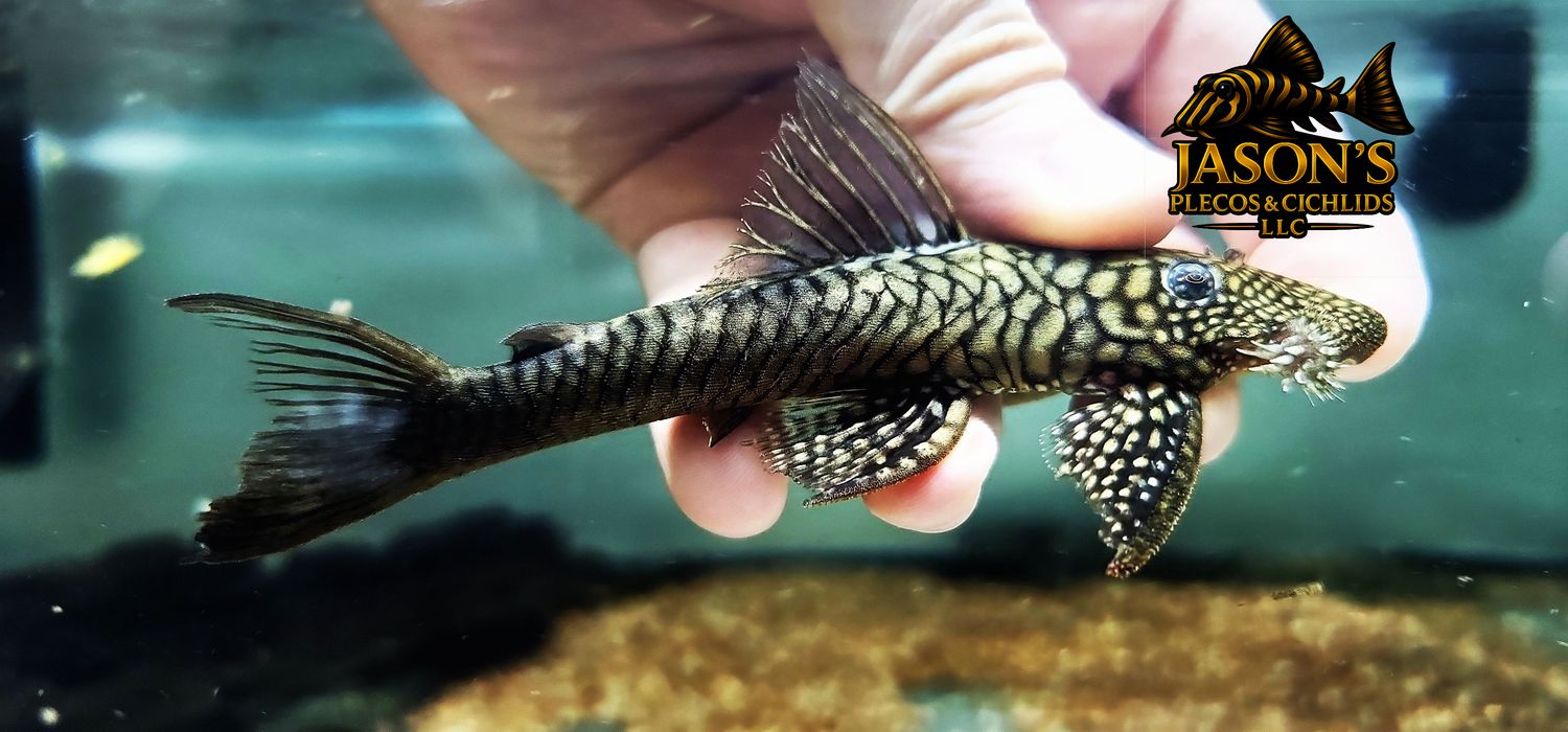 L322 Mosaic Halffin Pleco - (Lasiancistrus saetiger)