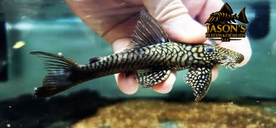 L322 Mosaic Halffin Pleco - (Lasiancistrus saetiger)