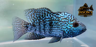 Electric Blue Texas Cichlid - (Herichthys carpintis)