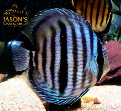 Semi Royal Discus - (Symphysodon aequifasciatus)
