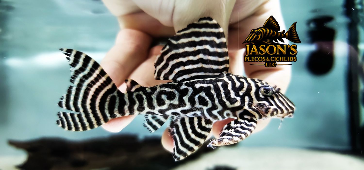 L333 King Tiger Pleco/Maze Zebra Pleco - (Hypancistrus Seideli)