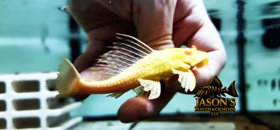 Albino L165 Sail Fin Pleco - (Pterygoplichthys gibbiceps)