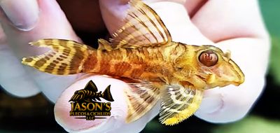 L333 Albino King Tiger Pleco - (Hypancistrus Seideli)