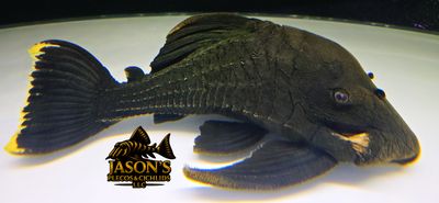 L191 Dull Eyed Royal Pleco - (Panaque sp.)