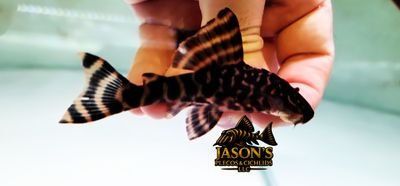 L390 Giraffe Pleco - (Hypostomus peckoltoides)