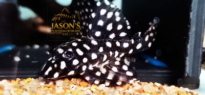 L471 Mini-Snowball Pleco (Hypancistrus sp.)