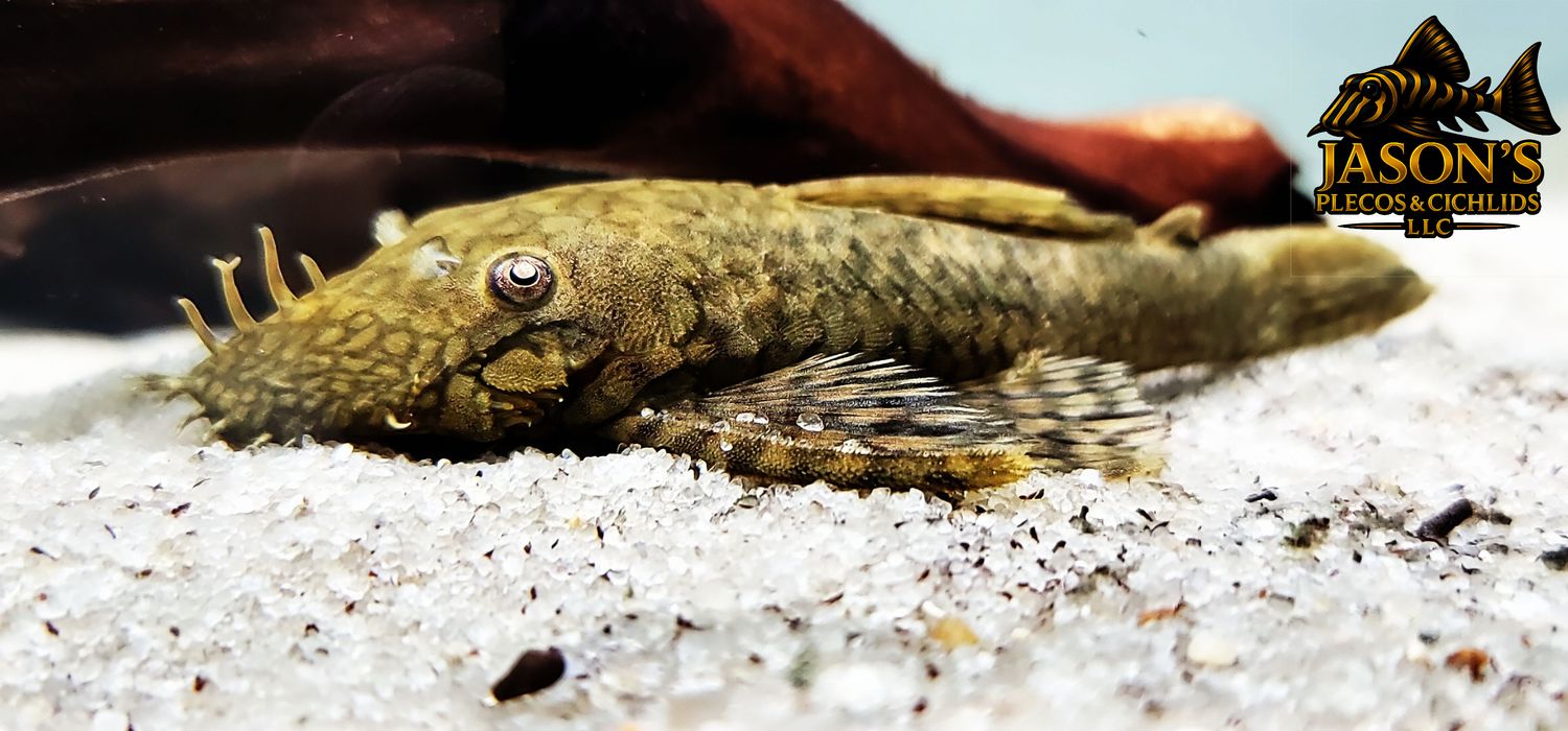 Ancistrus Damasceni