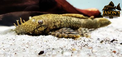 Ancistrus Damasceni