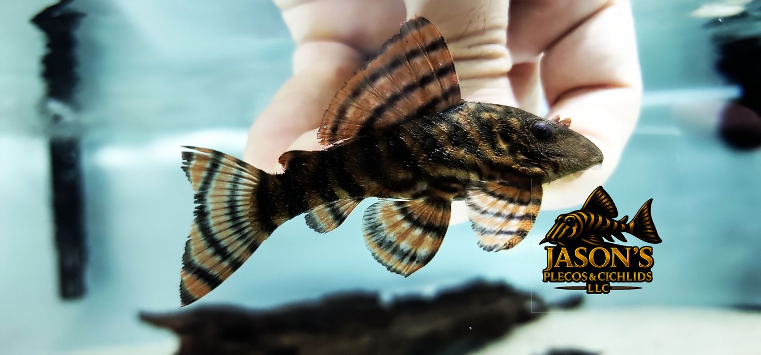 L397 Tangerine Tiger Pleco - (Panaqolus sp.)