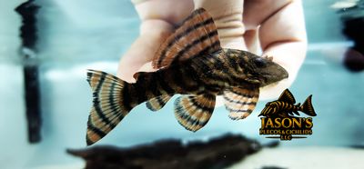 L397 Tangerine Tiger Pleco - (Panaqolus sp.)