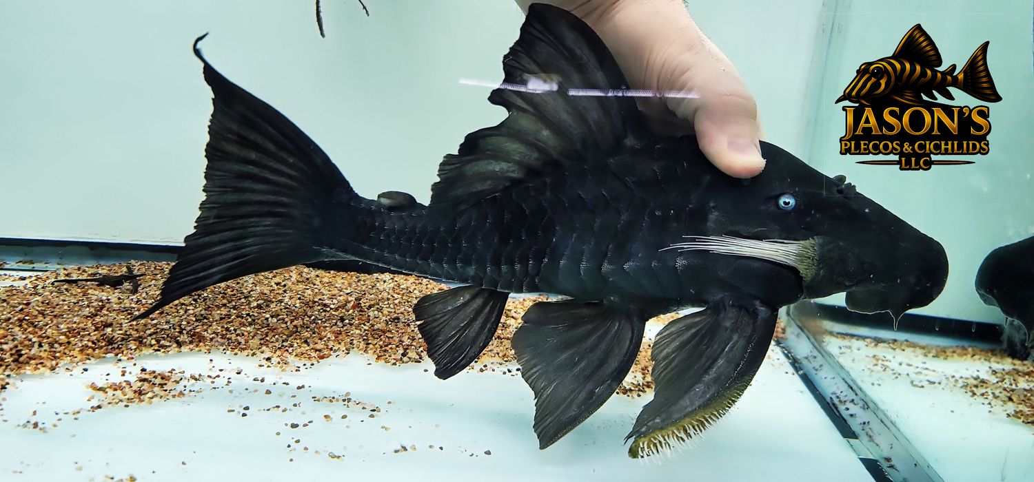 Blue Eyed Royal Pleco - (Panaque cochliodon)