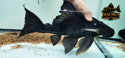 Blue Eyed Royal Pleco - (Panaque cochliodon)