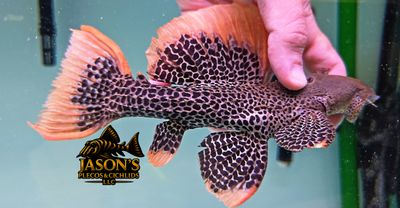 L600 Leopard Cactus Pleco - (Pseudacanthicus leopardus)
