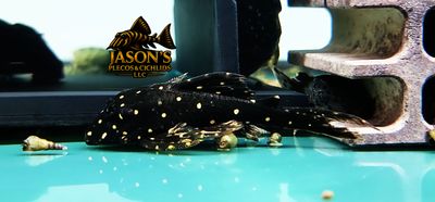 LDA031 Mustard Spot Pleco - (Panaqolus albomaculatus)