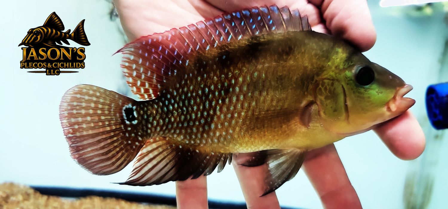 Red Terror Cichlid/Festae Cichlid - (Mesoheros festae)