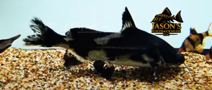 Harlequin Lancer Catfish - (Bagroides melapterus)