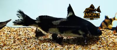 Harlequin Lancer Catfish - (Bagroides melapterus)
