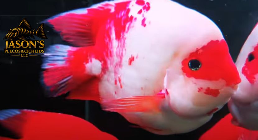 King Kong Parrot Cichlid