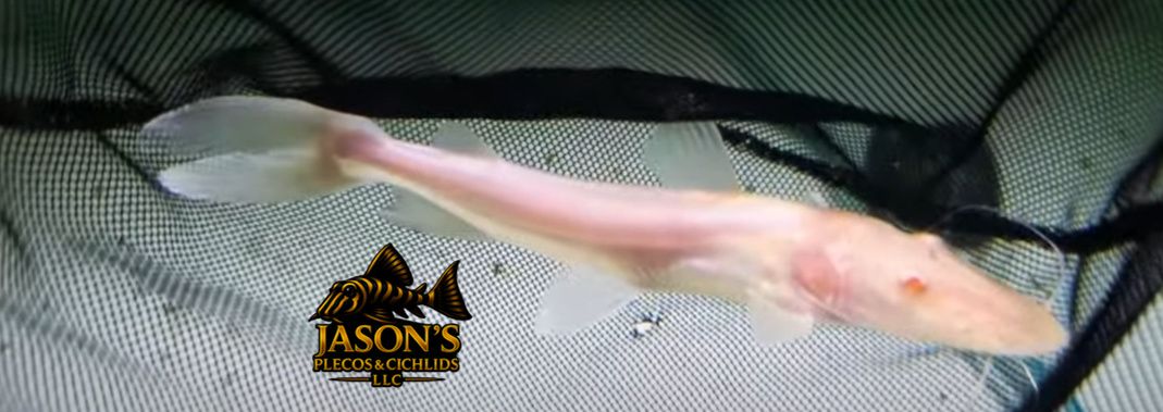 Albino Tiger Shovelnose Catfish - (Pseudoplatystoma fasciatum)