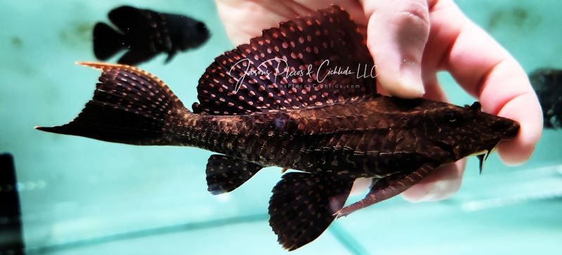 L001 Gold Spot Common Pleco - (Pterygoplichthys joselimaianus)