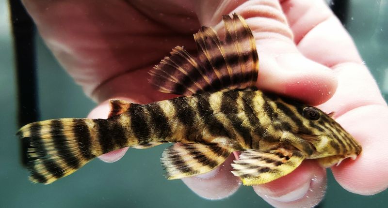 L002 Tiger Peckoltia (Panaqolus sp.)