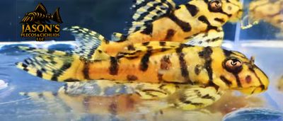 L236 Super Yellow - (Hypancistrus seideli)