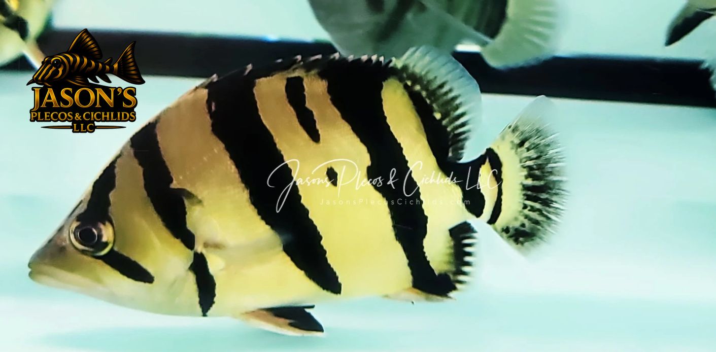 Siamese Tiger Fish/ST Datnoid - (Datnioides Pulcher)
