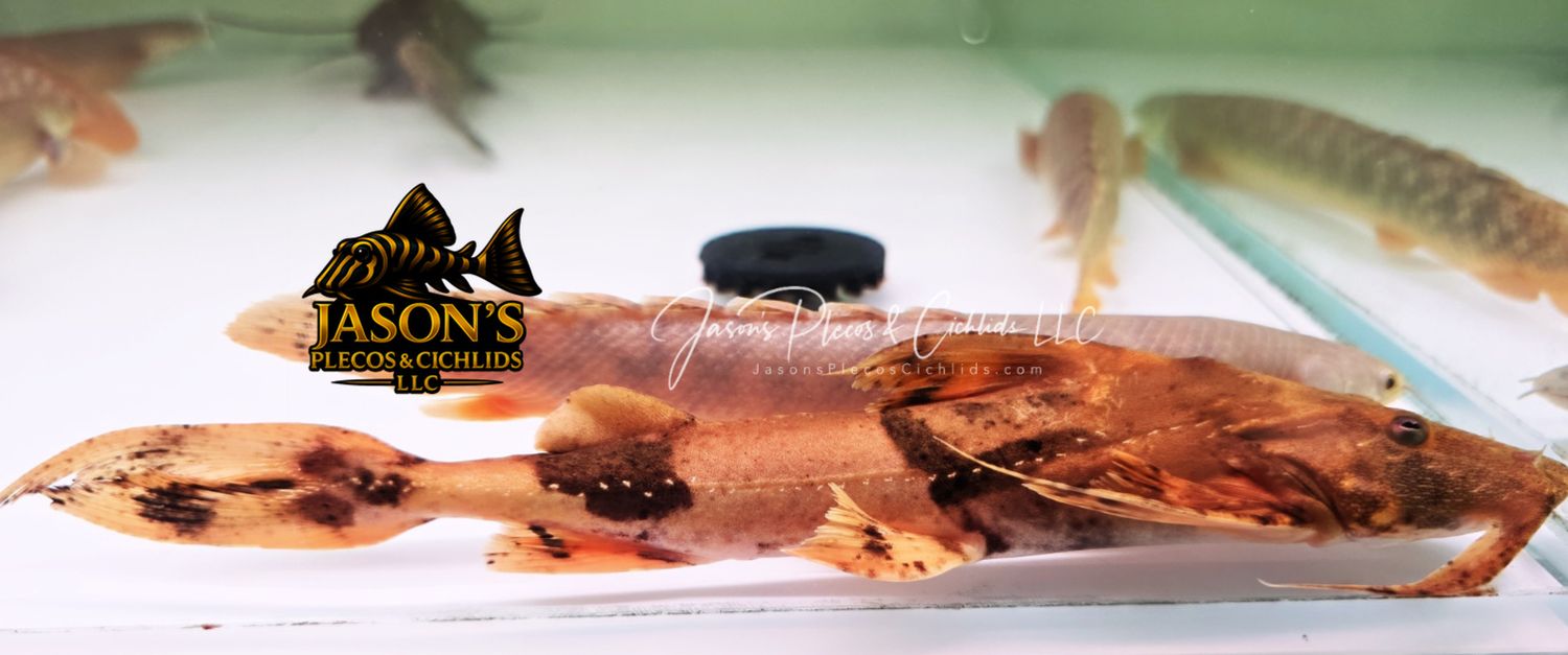 Yarrelli Goonch Catfish - (Bagarius Yarrelli)