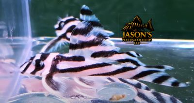 L046 Zebra Pleco - (Hypancistrus zebra)