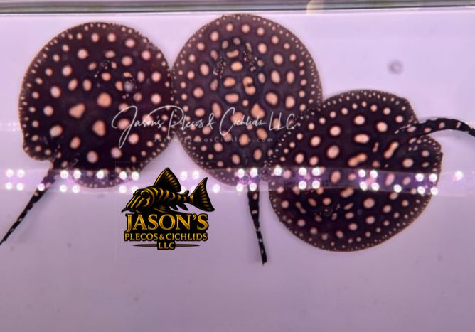 Black Diamond Stingray - (Potamotrygon leopoldi)