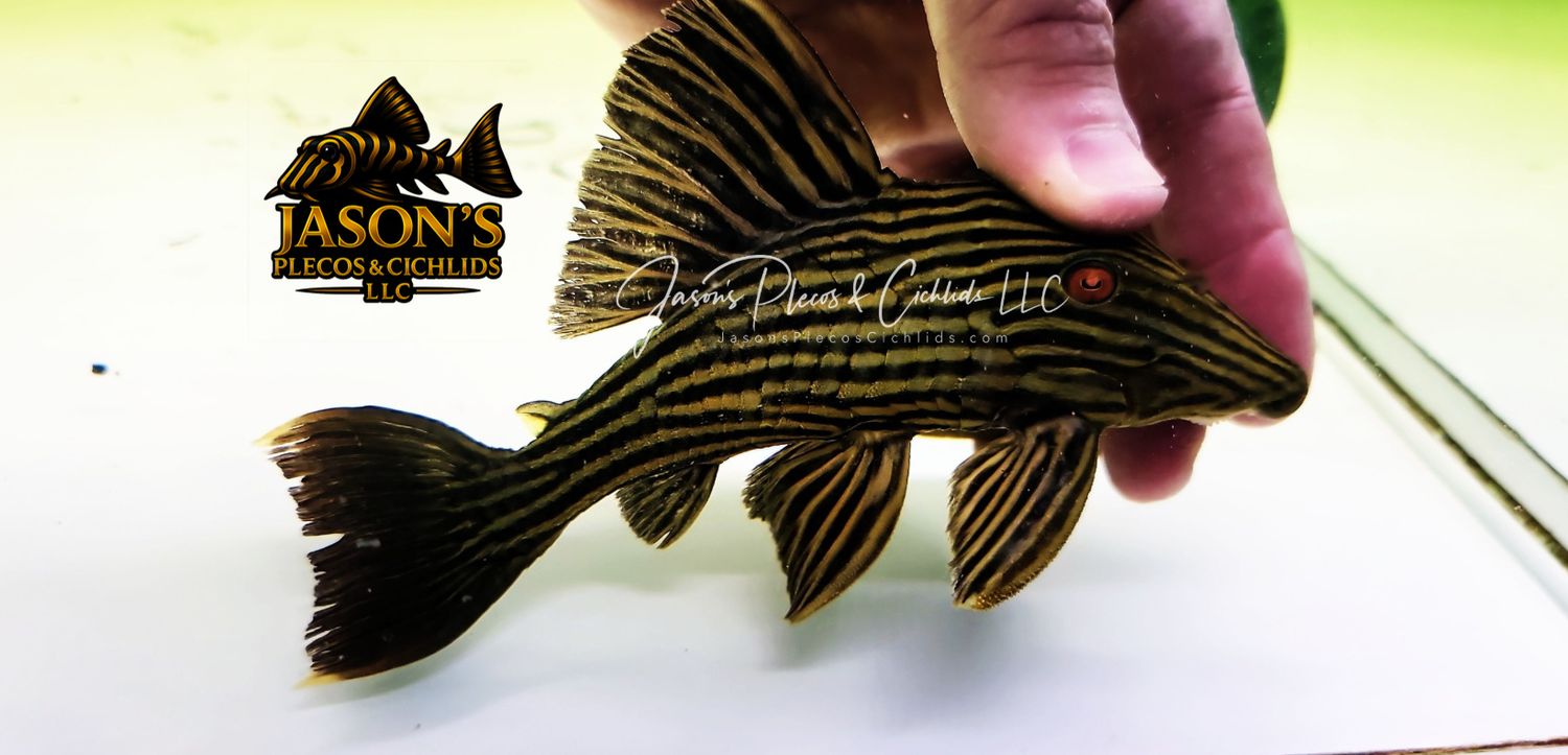 L027 Goldline Royal Pleco - (Panaque cf. armbrusteri)