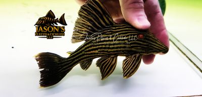 L027 Goldline Royal Pleco - (Panaque cf. armbrusteri)