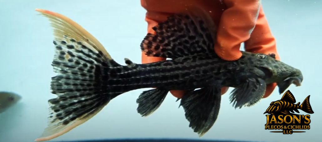 L025 Scarlet Cactus Pleco - (Pseudacanthicus pirarara)