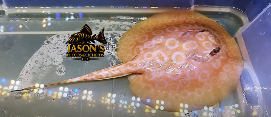 Golden Base Albino Pearl Stingray - (Potamotrygon Jabuti)