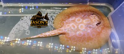 Golden Base Albino Pearl Stingray - (Potamotrygon Jabuti)