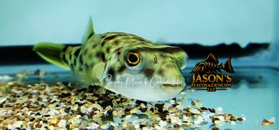 Cross River Puffer - (Tetraodon pustulatus)