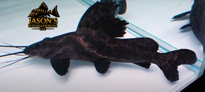 Sailfin Marbled Catfish - (Leiarius pictus)