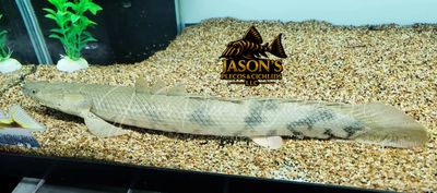 Endli Bichir - (Polypterus endlicheri endlicheri)